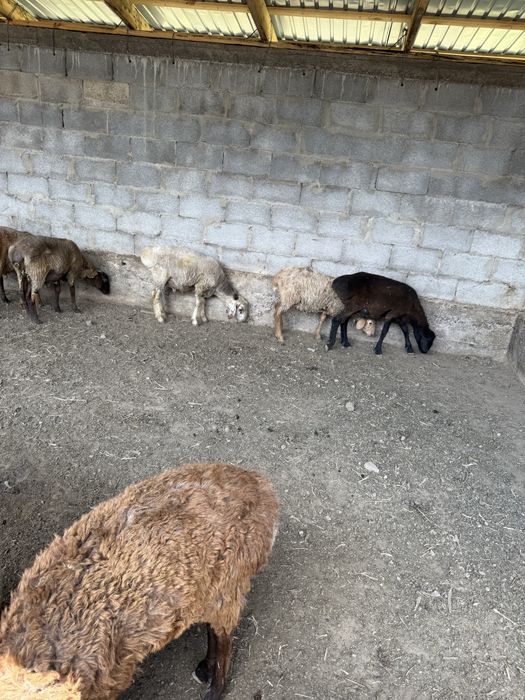козы сатылымда 11 бас кругка