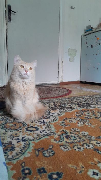 Потерялся кот по кличке симба