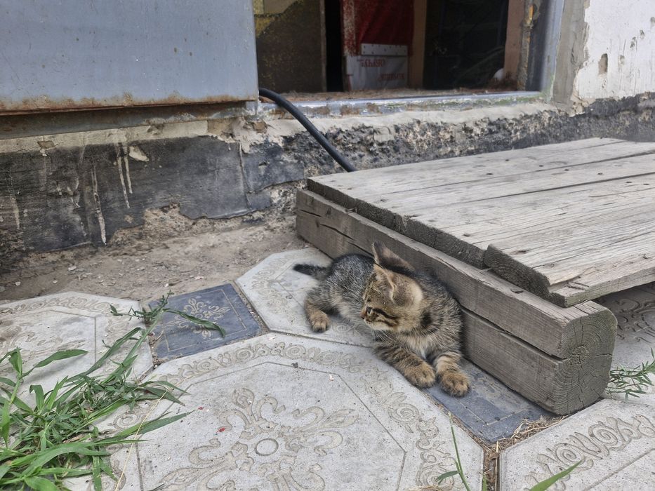 Отдаем котят в добрые руки