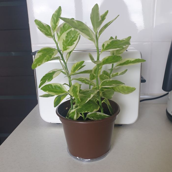 Педилантус цветок