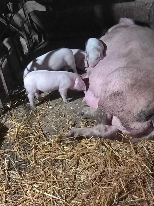 Прасета           .