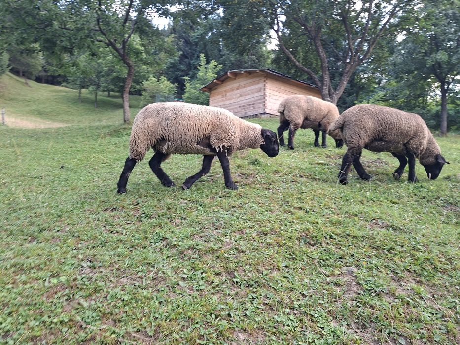 Oi suffolk de vânzare
