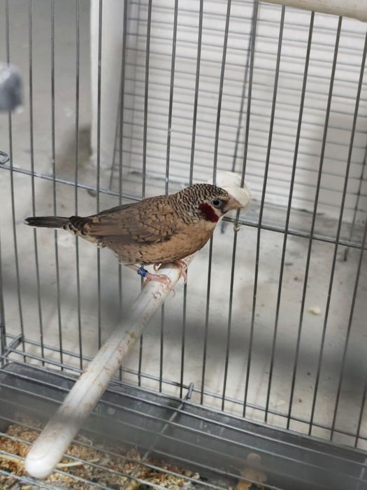 Красногорлая амадина сотилади, нар