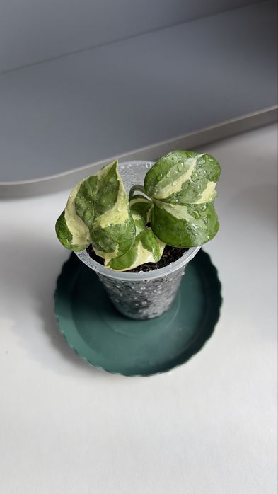 Фил, Энжой, Неон цветы