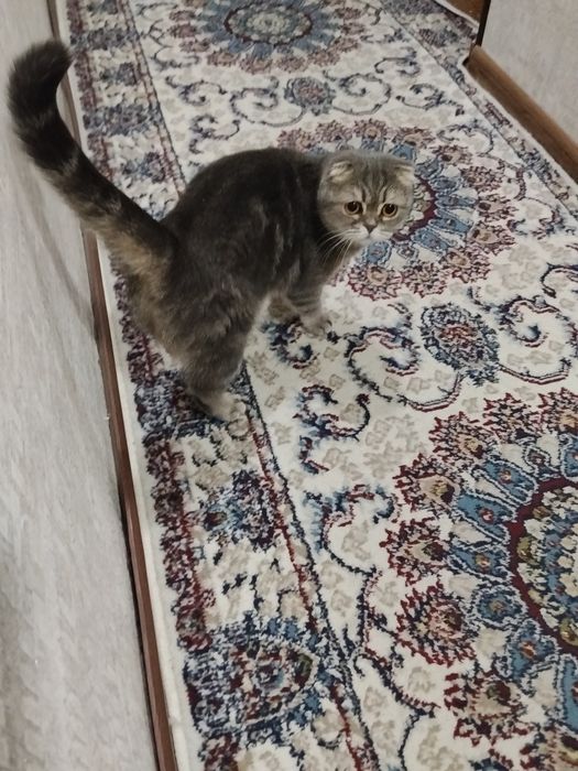 Mushuk scottish foldga oxshagan