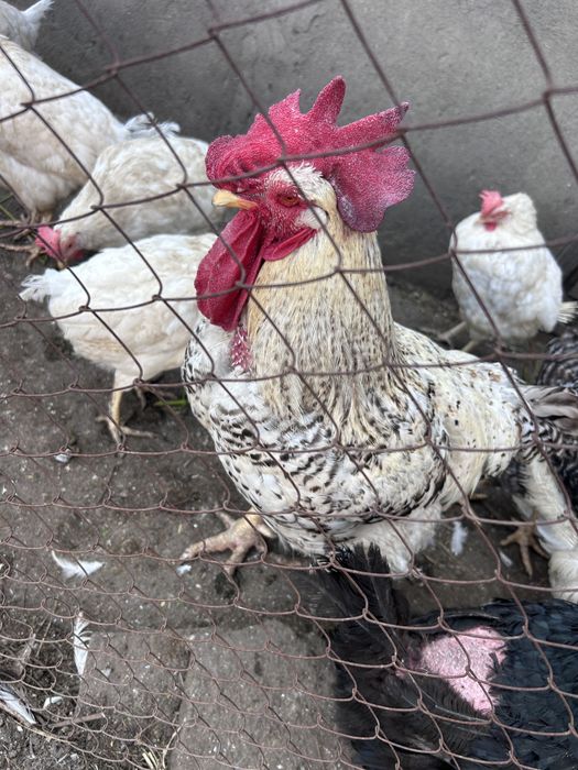 Продам петуха и куриц