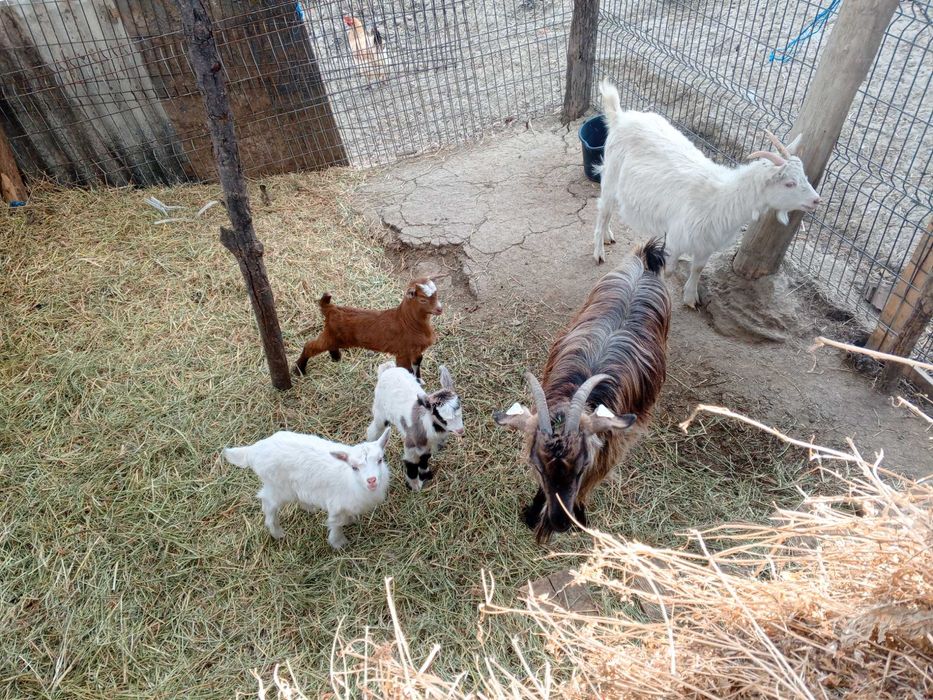 De vânzare capre cu iezi