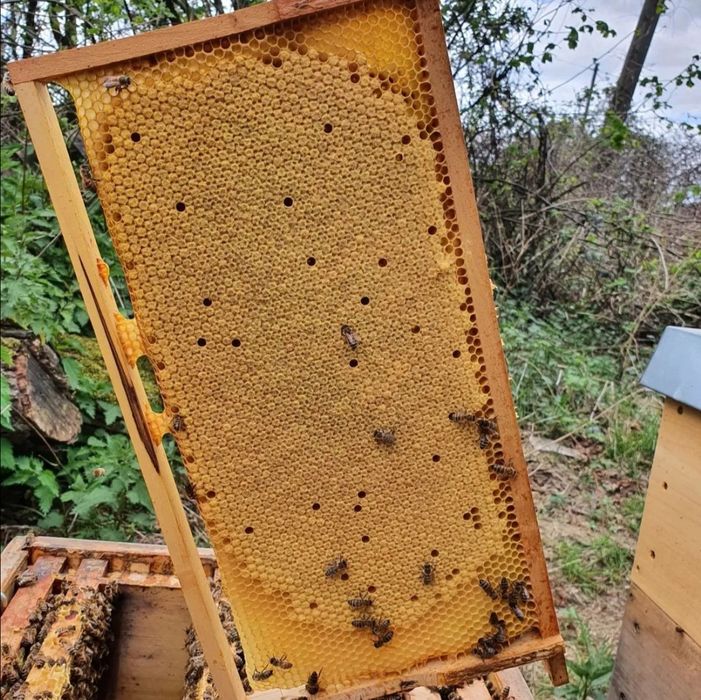 Продам мини пасику  пчёлы с ульями Карника  Бакфаст