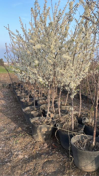 Pomi fructiferi pe rod/ pomi la ghiveci