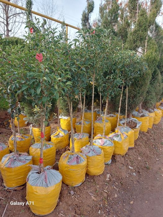 archa bor xarxil turdagi archalar bor