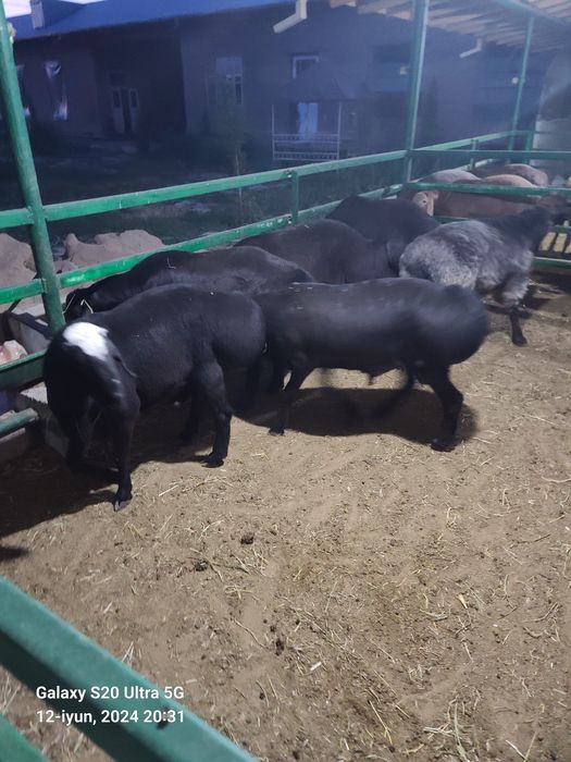 Qurbonlikka qõylar sotiladi