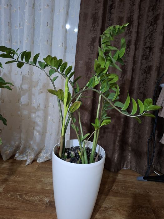 Продаю комнатные цветы.