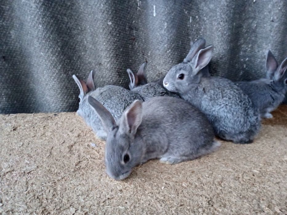 Крольчата на развод