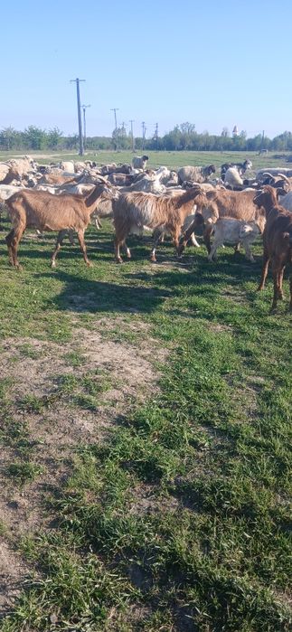 Capre de vânzare cu iezi.
