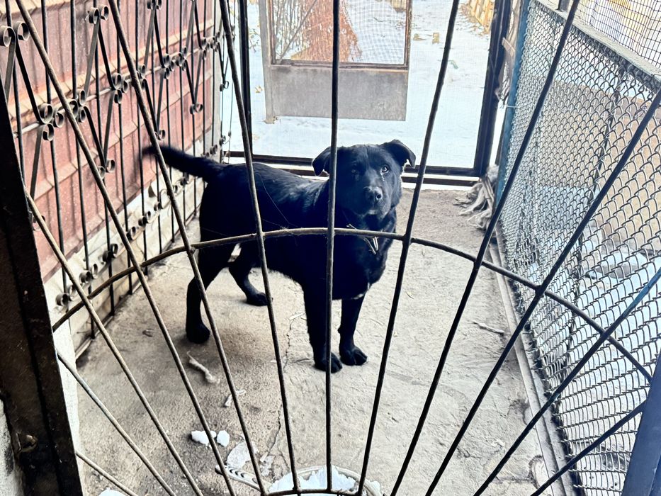 Отдам в добрые руки