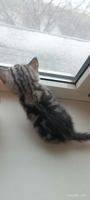 Два британских котенка