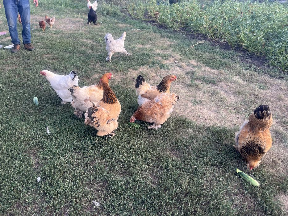 Продам     курей   15 штук и петуха