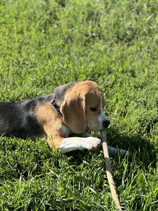 Зооняня для собак