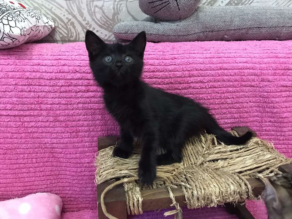 Подарявам малко мъжко коте с изградени навици