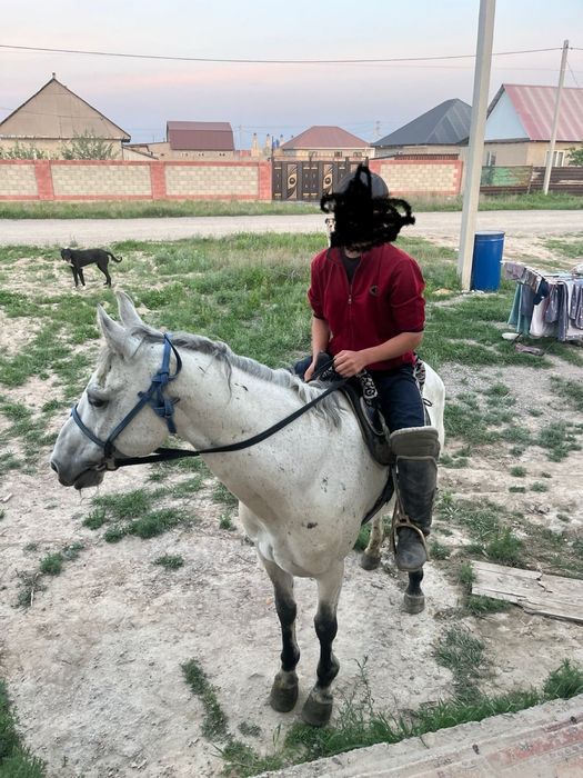 Көкпарды аты топтық көкпарға