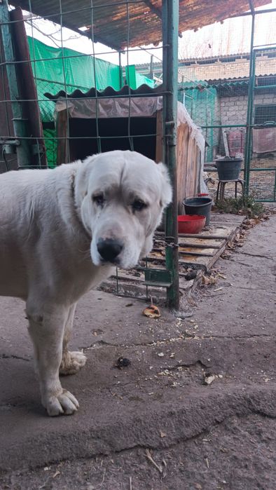 Srochno Sotiladi Turkmenskiy Alabay Erkak