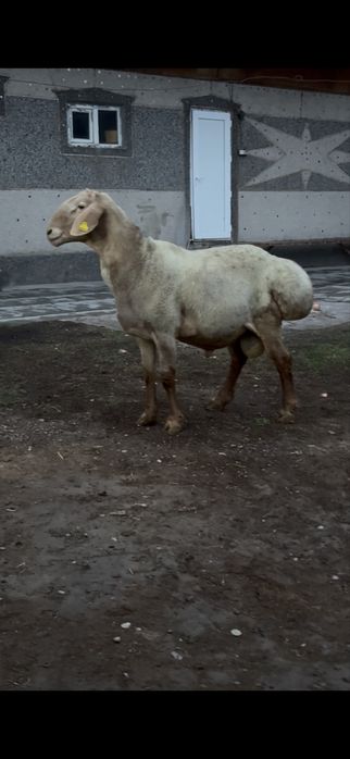 Арашан кошкар сатылады