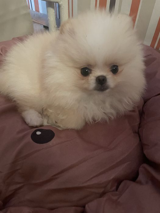 Бебе померан на 2 месеца