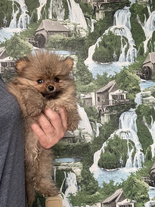 Щенки померанского шпица