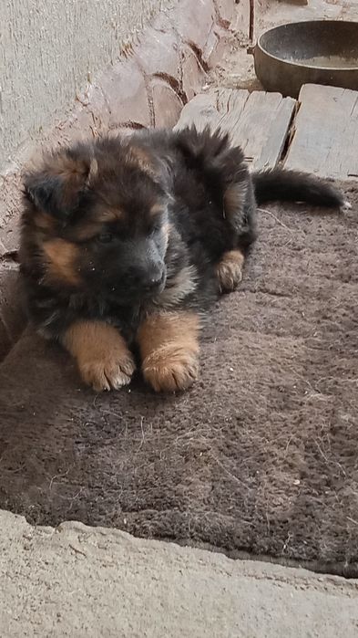 Продаю щенка немецкой овчарки