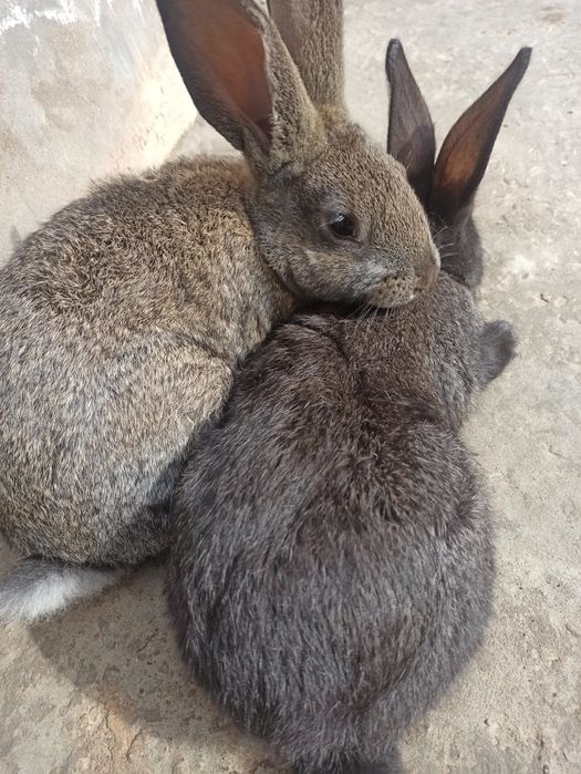 Quyon bolalari Velekan