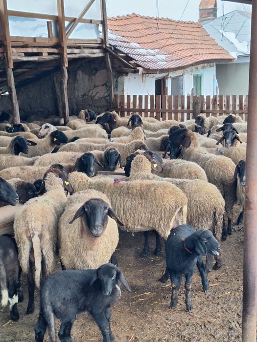 Vând oi bune de ținut fatate și nefatate