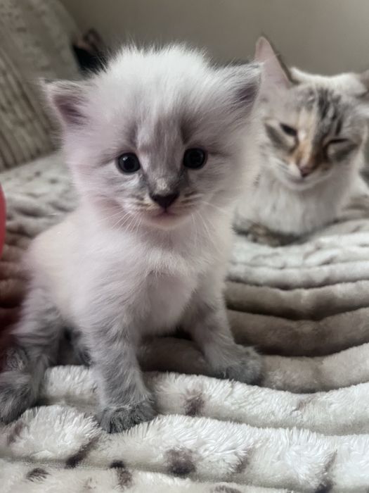 Невская Маскарадная кошка