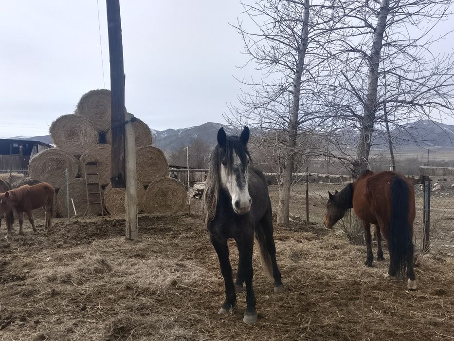 Полутяж Айгыр сатылады