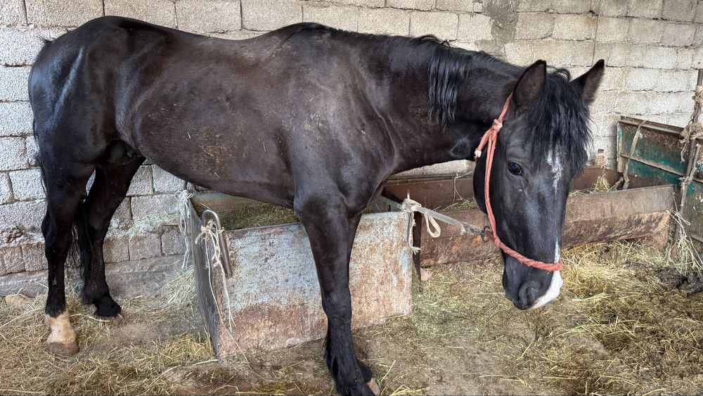 Айғыр сатылады 3 жасар