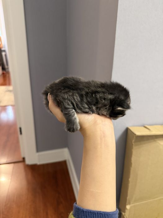 Котенок scotish fold СРОЧНО