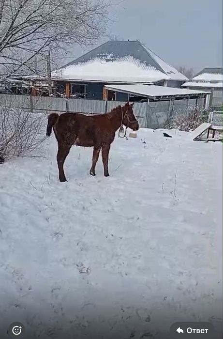 бір жасар тай сатылады