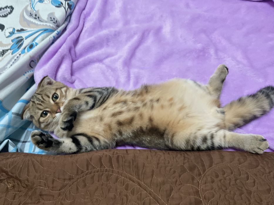 Бесплатно отдам кота