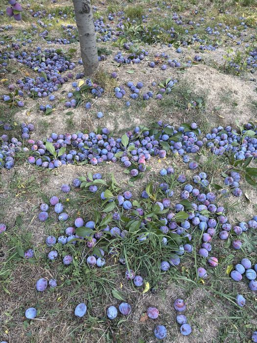 Prune pentru tuica