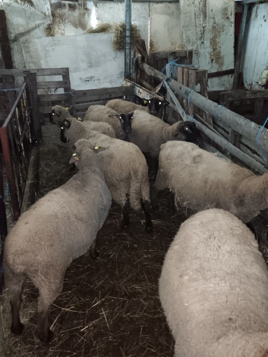 Oi rasa de carne suffolk, cap negru german