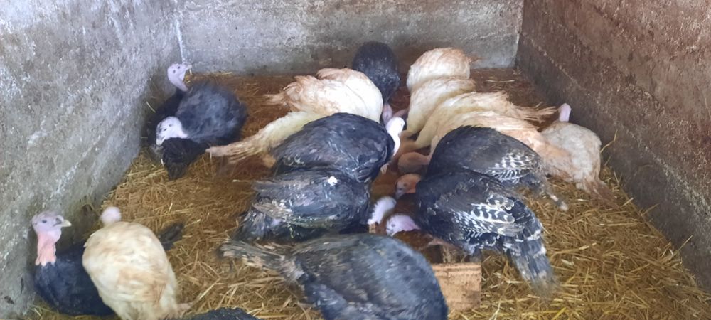Curcani 40kg tăiat, 35kg în viu
