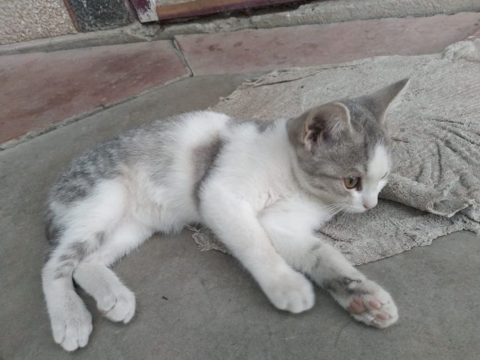 Подарю котят игривых