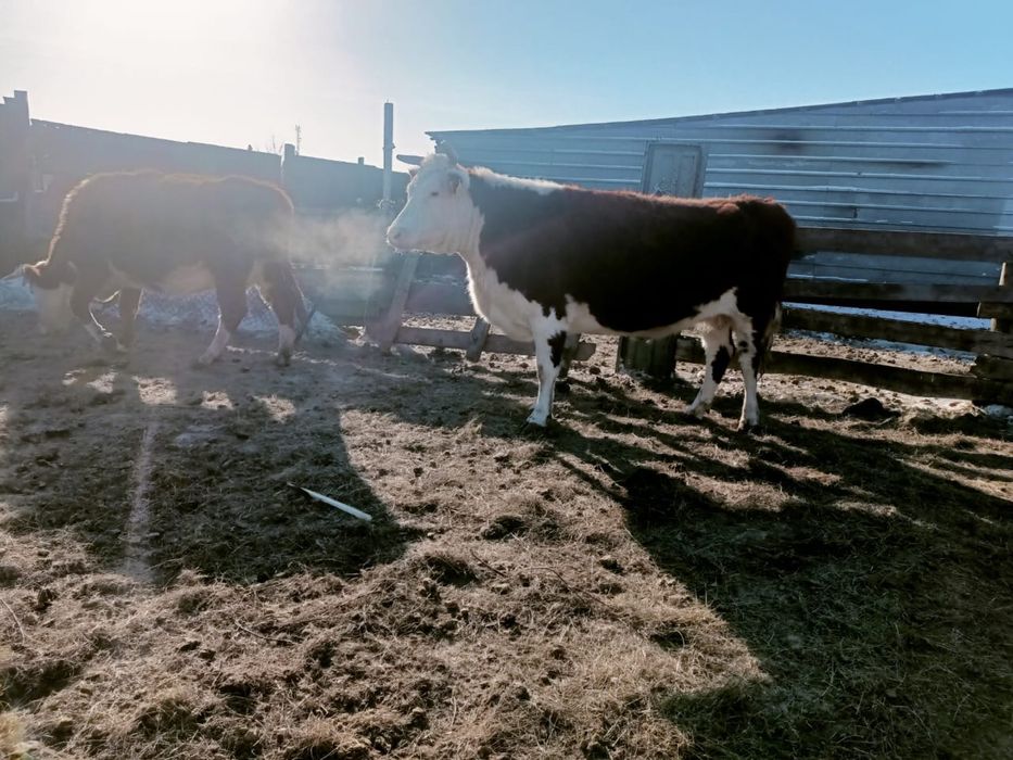 Семіз ту сыйыр сатам