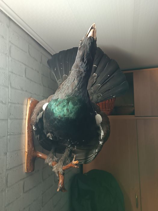 Продам чучела зверей