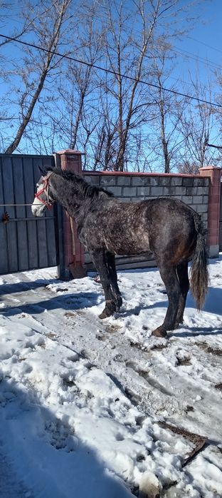 Продам Жеребца Айығыр