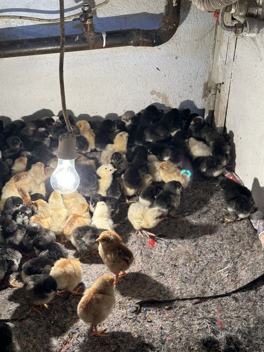 Продам цыплят джерси г.Талгар