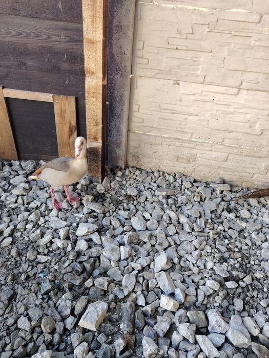 Vind Rate mandarine o pereche de îndiene un gascan de pomenaria