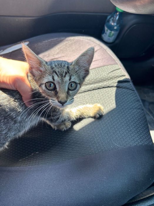 Adopții pui de pisică