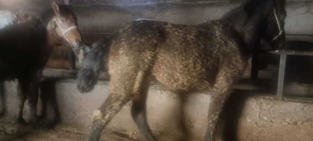 Жылқы сатылады. Продам лошадь