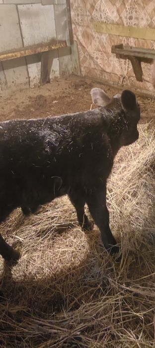 Бұзау сатамын,продам телёнка