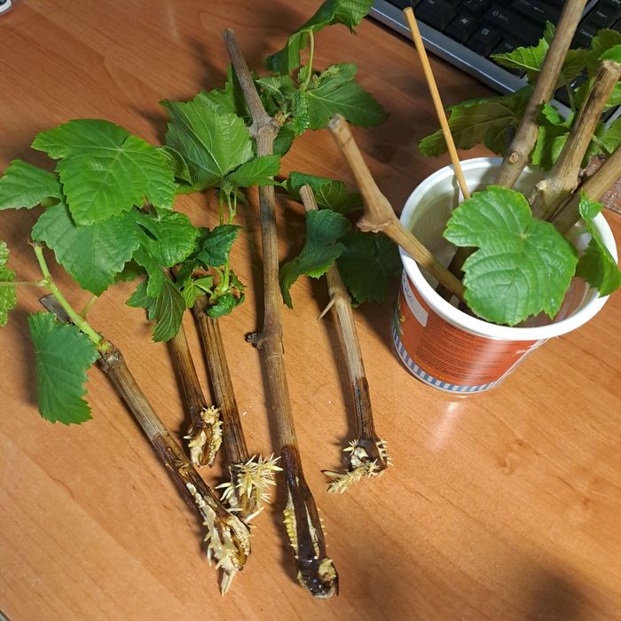 Продам саженцы винограда